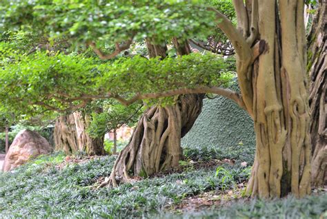 植栽 種類|庭木(植木)の代表種まとめ！どんな種類があるの？